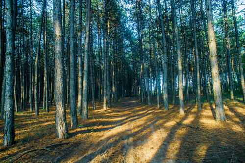 Forest path